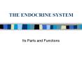 THE ENDOCRINE SYSTEM PowerPoint PPT Presentation