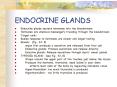 ENDOCRINE GLANDS PowerPoint PPT Presentation