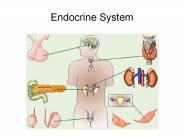 Endocrine System