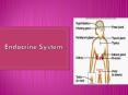 Endocrine System PowerPoint PPT Presentation