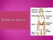 PPT – THE ENDOCRINE SYSTEM PowerPoint presentation | free to download ...