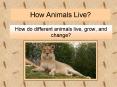 How Animals Live? PowerPoint PPT Presentation
