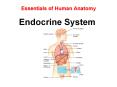 Essentials of Human Anatomy Endocrine System PowerPoint PPT Presentation