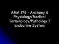 AMA 176 - Anatomy PowerPoint PPT Presentation