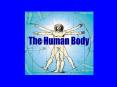 The Human Body PowerPoint PPT Presentation