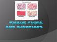Tissue Types and Functions PowerPoint PPT Presentation