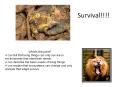 Survival!!!! PowerPoint PPT Presentation