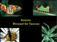 Insects: Dressed for Success PowerPoint PPT Presentation