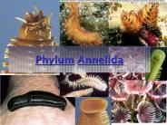 Phylum Annelida
