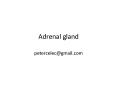 Adrenal gland PowerPoint PPT Presentation