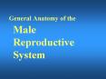 General Anatomy of the Male Reproductive System PowerPoint PPT Presentation