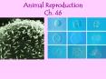 Animal Reproduction Ch. 46 PowerPoint PPT Presentation