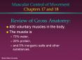 Muscular Control of Movement Chapters 17 and 18 PowerPoint PPT Presentation