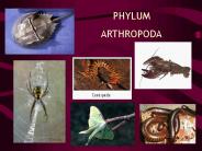 PHYLUM