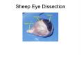 Sheep Eye Dissection PowerPoint PPT Presentation