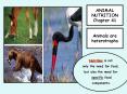 ANIMAL NUTRITION Chapter 41 PowerPoint PPT Presentation