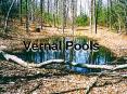 Vernal Pools PowerPoint PPT Presentation