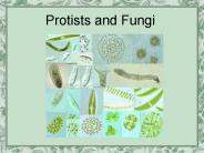 Protists and Fungi