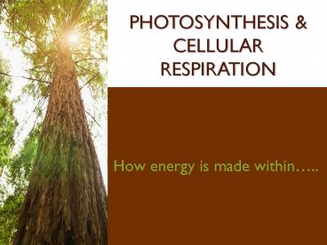 PHOTOSYNTHESIS