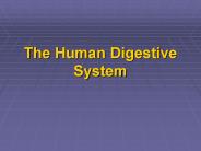 The Human Digestive System