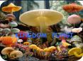 Kingdom Fungi PowerPoint PPT Presentation