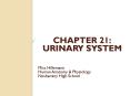 CHAPTER 21: URINARY SYSTEM PowerPoint PPT Presentation