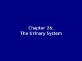 Chapter 26: The Urinary System PowerPoint PPT Presentation