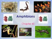 Amphibians
