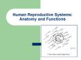 Human Reproductive Systems: Anatomy and Functions PowerPoint PPT Presentation