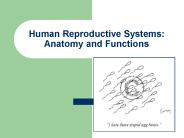 Human Reproductive Systems: Anatomy and Functions