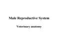 Male Reproductive System PowerPoint PPT Presentation