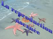 La reproduction asexu