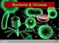 Bacteria PowerPoint PPT Presentation