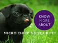 Track your lost pet with Micro Chipping PowerPoint PPT Presentation