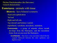 Phylum Platyhelmenthes (the flatworms)