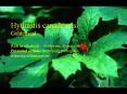 Hydrastis canadensis Goldenseal Rich in alkaloids  PowerPoint PPT Presentation