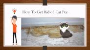 How to Get Rid Of Cat Pee