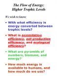 The Flow of Energy:  Higher Trophic Levels PowerPoint PPT Presentation