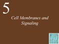 Cell Membranes and Signaling PowerPoint PPT Presentation