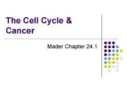 The Cell Cycle