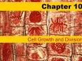 Cell Growth and Division PowerPoint PPT Presentation