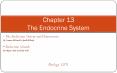 Chapter 13 The Endocrine System PowerPoint PPT Presentation