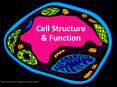 Cell Structure PowerPoint PPT Presentation