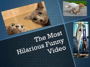 The Most Hilarious Funny Video