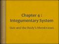 Chapter 4 : Integumentary System PowerPoint PPT Presentation