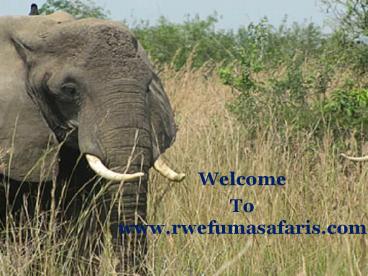 Queen Elizabeth Safari in Uganda