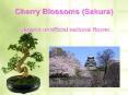 Cherry Blossoms (Sakura) PowerPoint PPT Presentation