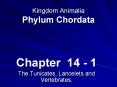 Kingdom Animalia Phylum Chordata PowerPoint PPT Presentation