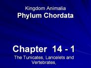 Kingdom Animalia Phylum Chordata