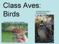 Class Aves: Birds PowerPoint PPT Presentation